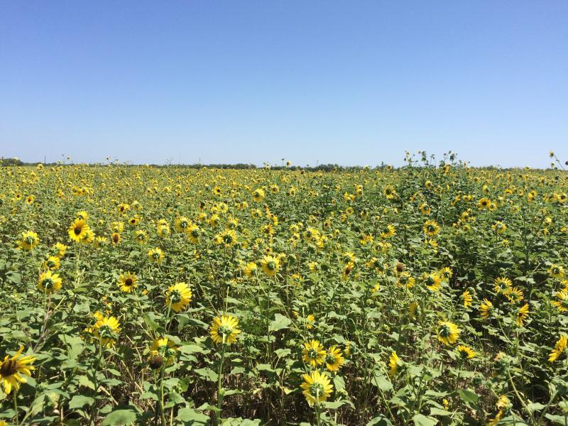 Hunting land in abilene texas