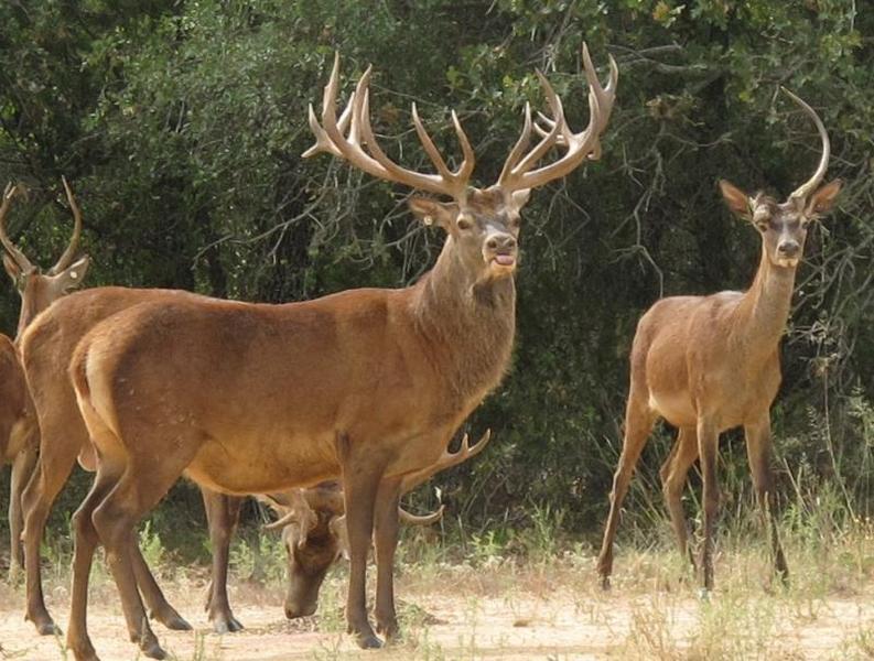 What Can You Do With Deer Antlers? - Tioga Ranch