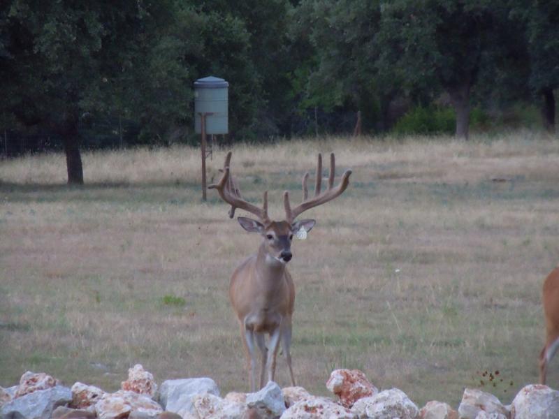 Circle NA Whitetail Hunts 2014 Season - Texas Hunting Forum