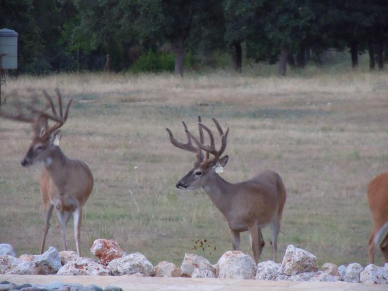 Circle NA Whitetail Hunts 2014 Season - Texas Hunting Forum