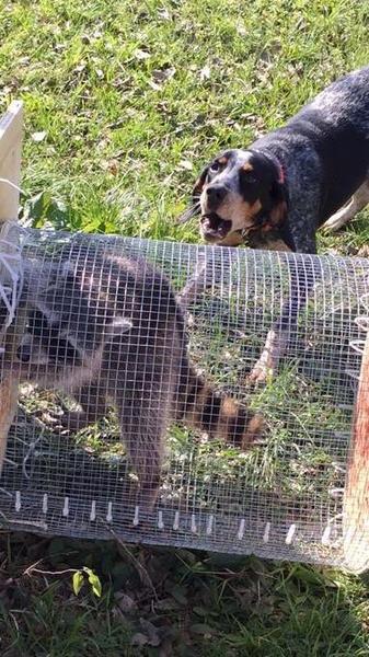 can a billy and a bluetick coonhound be friends