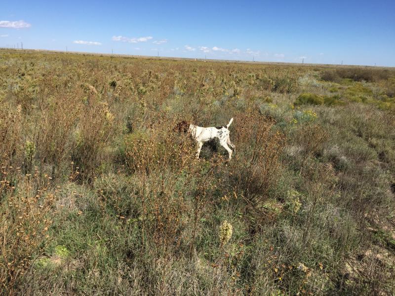 New Mexico wild quail hunts. Mearns , Scaled , bobwhite | Outfitters ...
