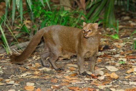 Anyone Ever Seen A Jaguarundi In The Wild Texas Hunting Forum