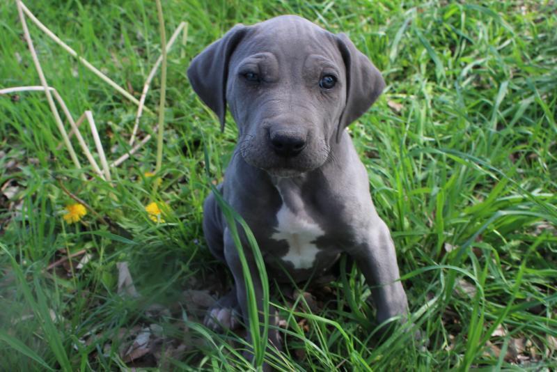 SALE! Blue Lacy puppies - Texas Hunting Forum