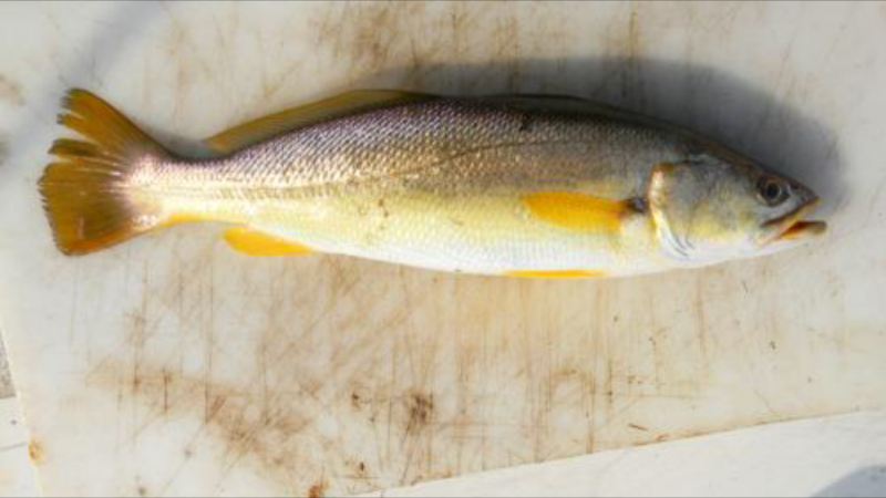 Sand Trout - Texas Hunting Forum