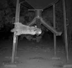 Anyone use these Racoon traps? - Texas Hunting Forum
