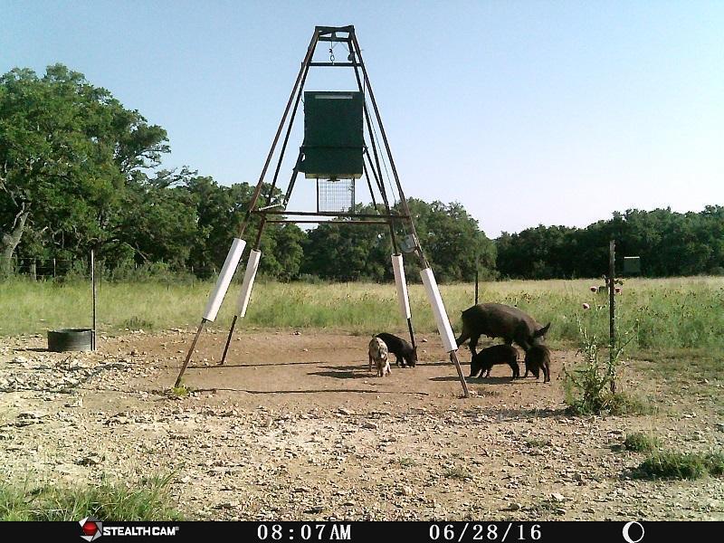 electric rat trap - Texas Hunting Forum