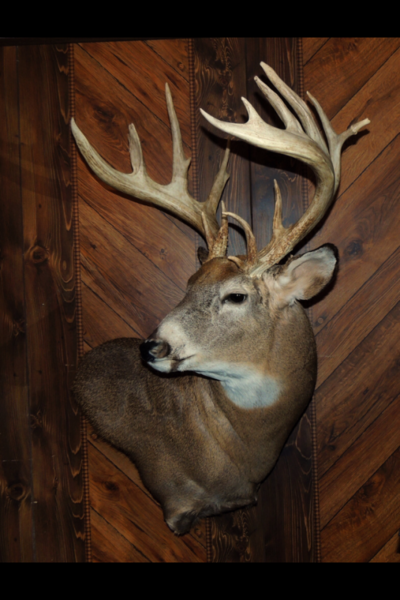 Any regrets with whitetail shoulder mount head turned? - Texas Hunting