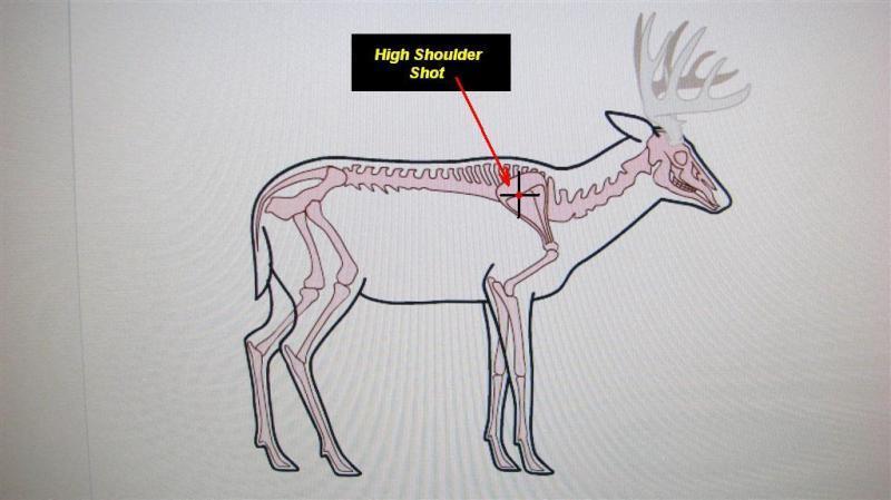 Second Grade Axis Deer skin average size