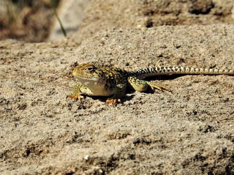 Collard Lizard (Mountain Boomer) - Texas Hunting Forum