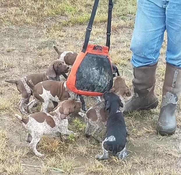 Gsp Puppies Ready To Go This Weekend Texas Hunting Forum