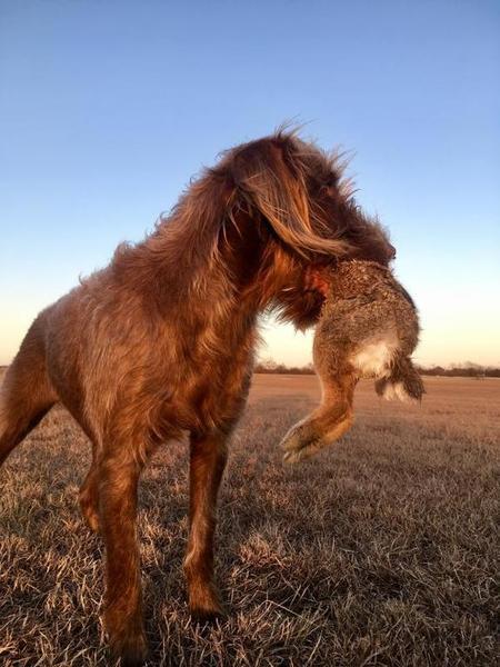 Pudelpointers Texas Hunting Forum