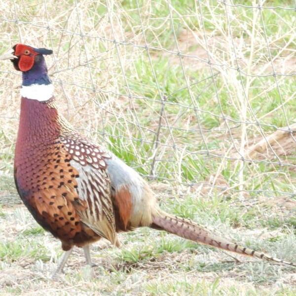 Front Yard Ditch Chickens Texas Hunting Forum