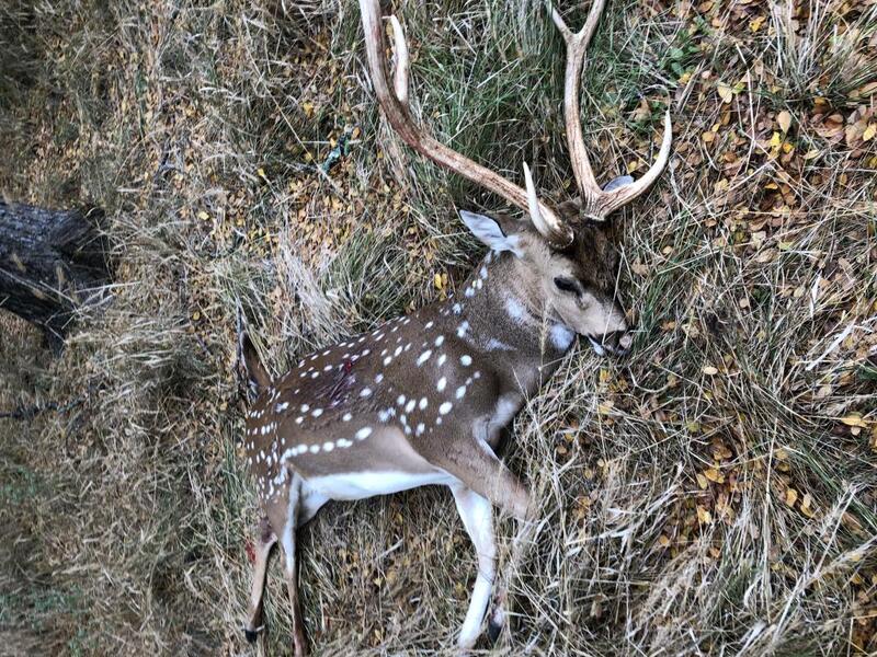 Public land Axis hunt in Texas Rokslide Forum