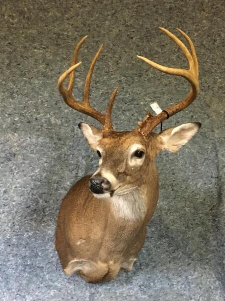 Nacogdoches Taxidermy - Texas Hunting Forum