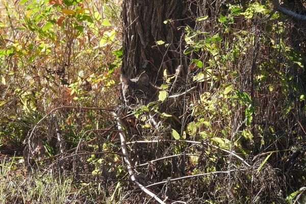 Hagerman Bobcats - Texas Hunting Forum