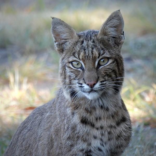 Hagerman Bobcats - Texas Hunting Forum