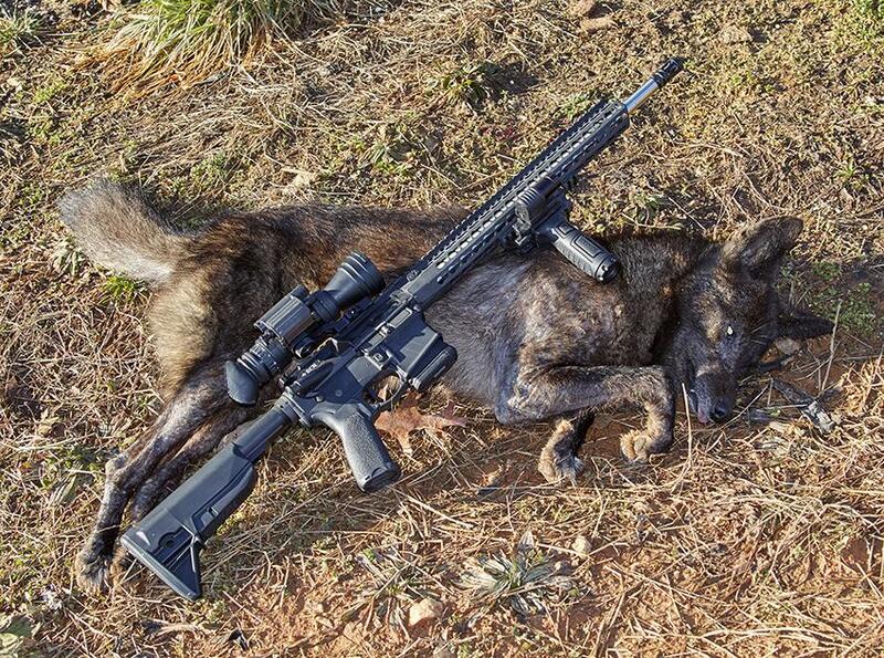ar 15 coyote hunted with pictures