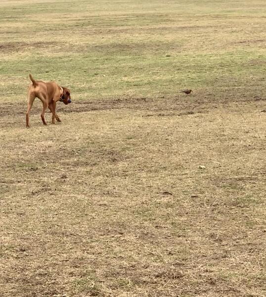 Home made pigeon trap : Hunting Dog Forum