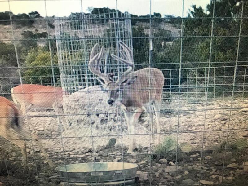 Cottonseed for Deer  Feeding Cottonseed to Whitetail Deer