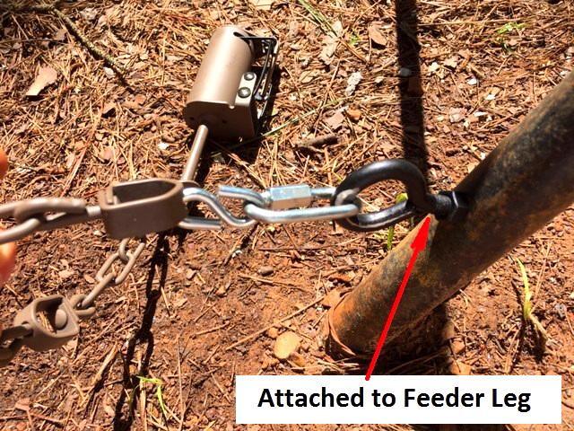 Pcs Feather Light Dog Proof DP Raccoon Traps - Doubling Up With Big Boar  Coon 