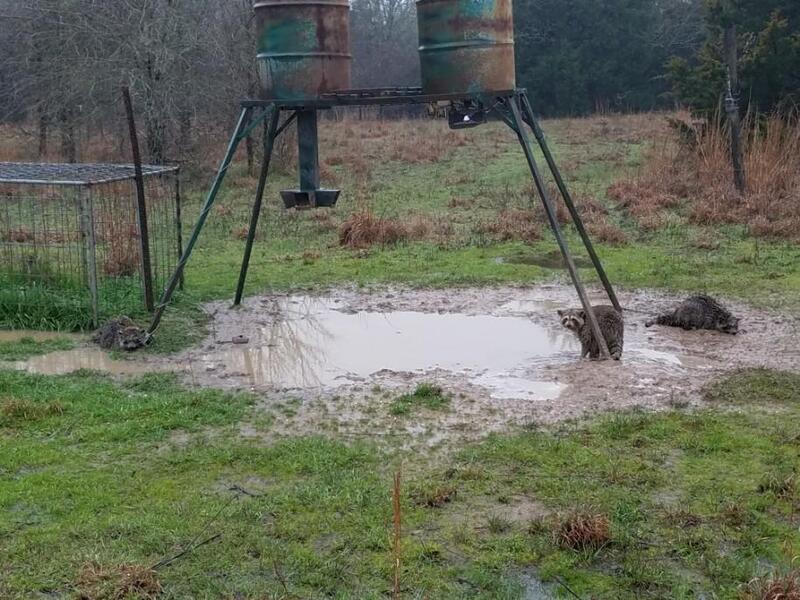 Raccoon Trapping: Homemade Water Resistant Bait for Dog-Proof Traps —  Roots, Game, and Trail