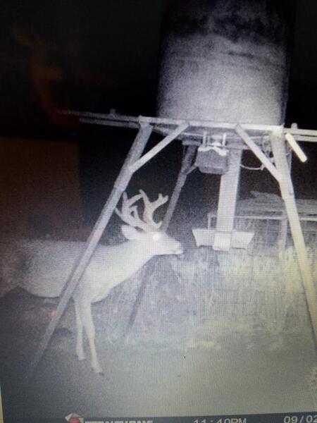 electric rat trap - Texas Hunting Forum