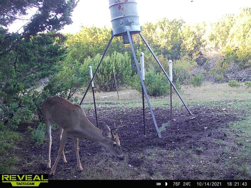 Best cellular game cam, go! - Texas Hunting Forum