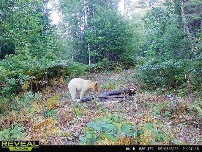 Rare white Black Bear - Texas Hunting Forum