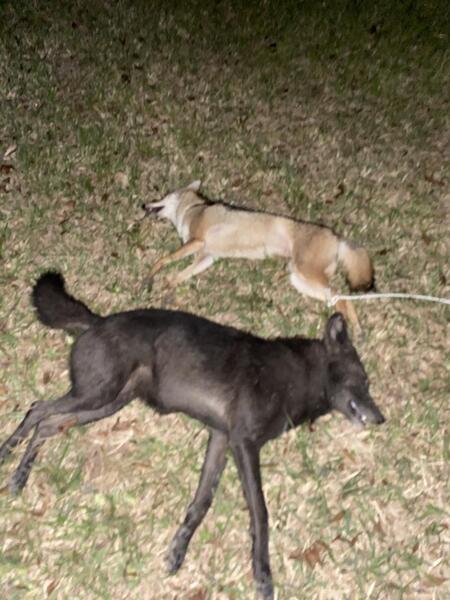 Galveston Island "Ghost Wolves"...??? - Texas Hunting Forum