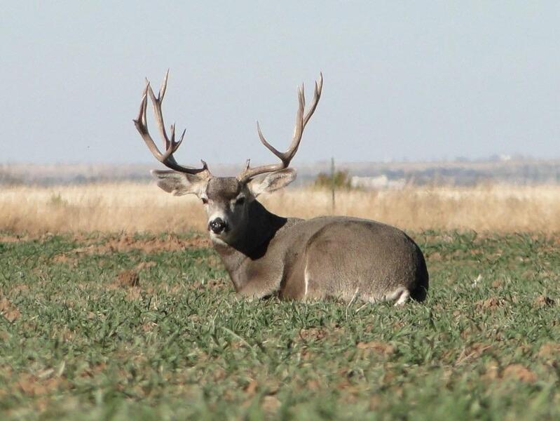 What deer names did y'all have? - Texas Hunting Forum