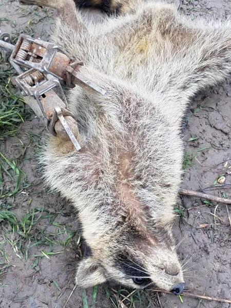 Anyone use these Racoon traps? - Texas Hunting Forum