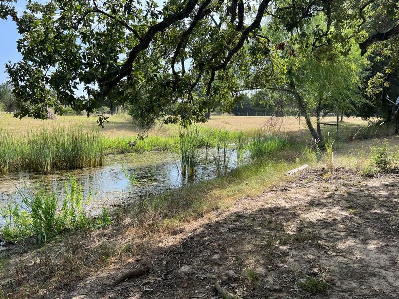 Weed/algae eating fish - Texas Hunting Forum