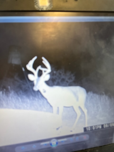 I like this tall and skinny buck - Texas Hunting Forum