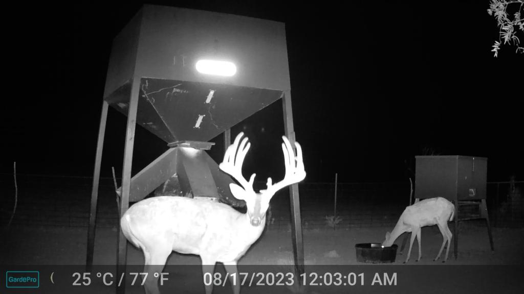 5 Big HF Trophy Whitetail Hunts MLD Tags - Texas Hunting Forum