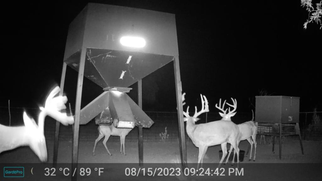 5 Big HF Trophy Whitetail Hunts MLD Tags - Texas Hunting Forum