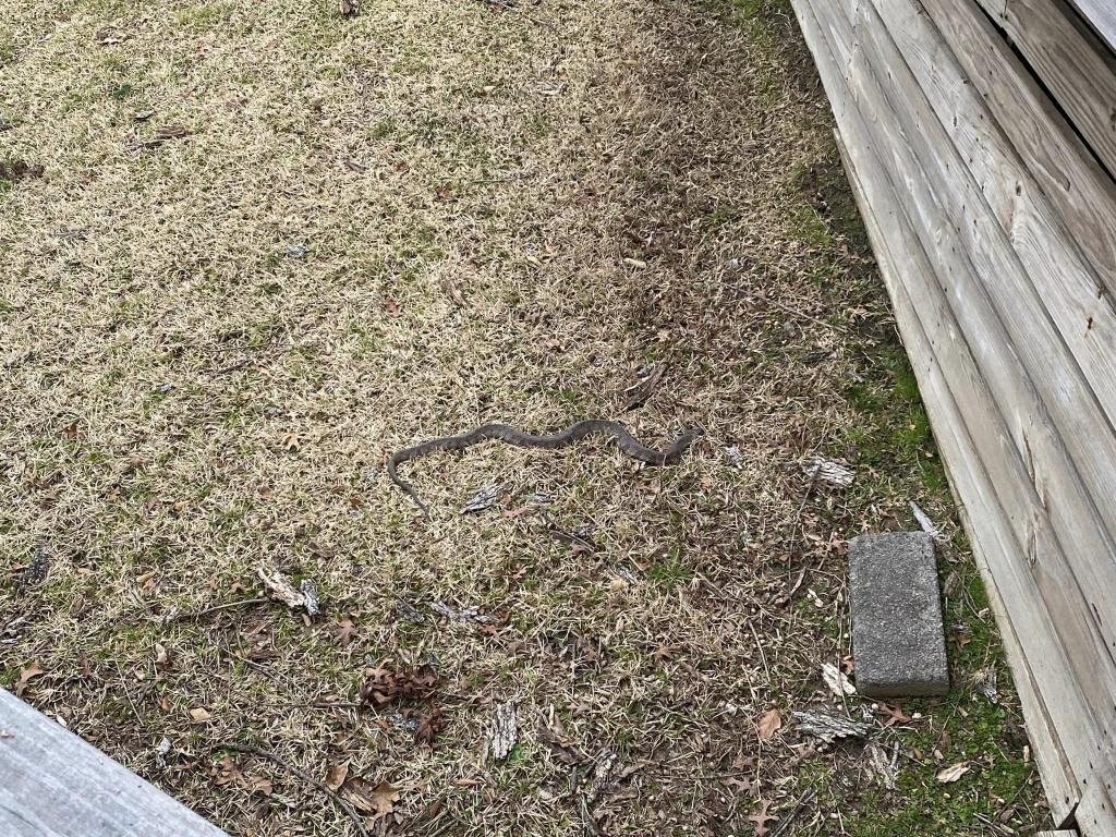 Can someone tell me what kind of snake this is? - Texas Hunting Forum