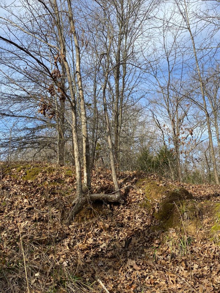 Indian Marker Trees - Texas Hunting Forum