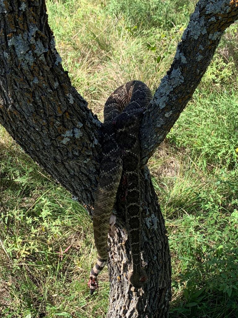 Snakes - Texas Hunting Forum