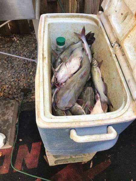 Cooler full of catfish - Texas Hunting Forum
