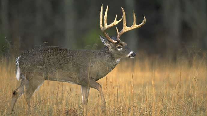 Attached picture nice-buck-huge-rack-in-field169.jpg